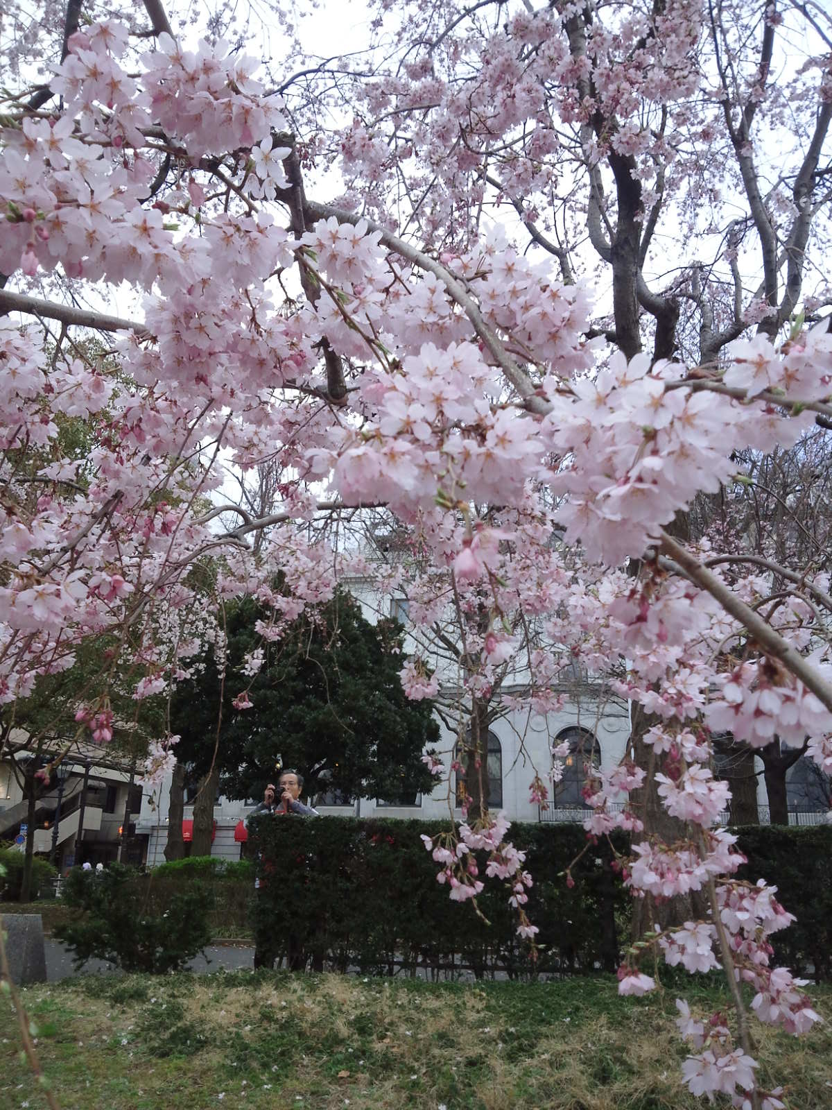 山下公園の早咲き桜